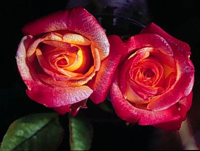 flowers for flower lovers.: Miniature roses pictures.