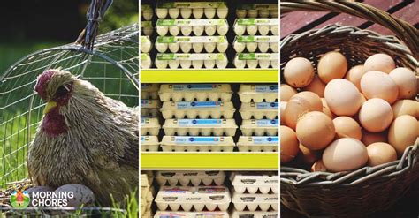 9 Huge Differences Between Free Range and Store Bought Eggs