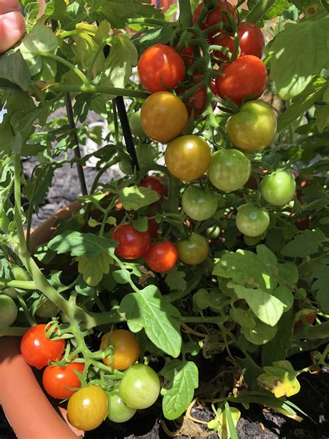 My first cherry tomato plant! : r/gardening