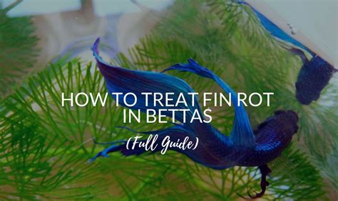 Fin Rot In Bettas: 3 FAST Ways To Cure & Spot It - Betta Care Fish Guide