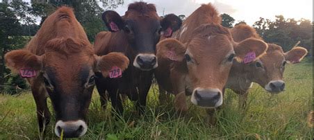 Mungalli Creek Dairy opens $3 million processing plant