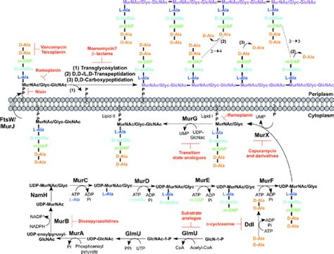 Inhibitors targeting peptidoglycan biosynthesis. The roles of the key ...