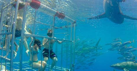 Oahu: Incredible 2-Hour Shark Dive on the North Shore | GetYourGuide