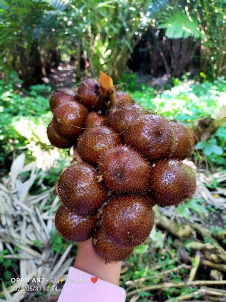 Honey salak (Salacca Edulis Reinw) - Always Shipping Best Plant & Seed ...