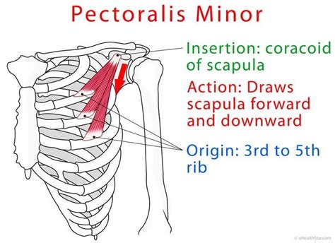 Muscle fitness: Pectoralis minor anatomy and test (video)