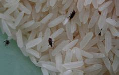 How to Get Rid of Weevils? (Kill Weevils) | Weevils, Pantry bugs, Grains