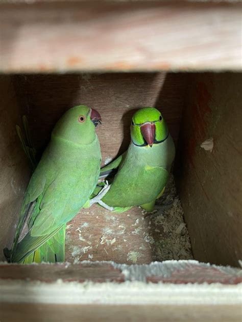 Breeding pair of Indian ringneck – Online Bird Auctions