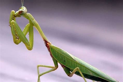 Alienoptera: scientists find bizarre hybrid of praying mantis and ...