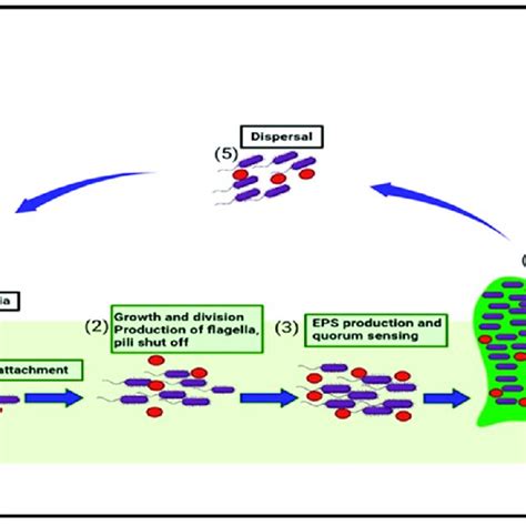 This figure shows the five stages in biofilm formation and the... | Download Scientific Diagram