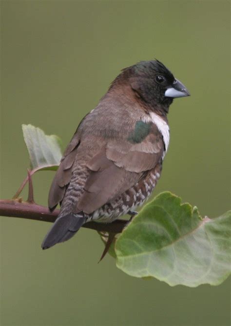 Bronze Mannikin Finch (Lonchura cucullata) in Africa