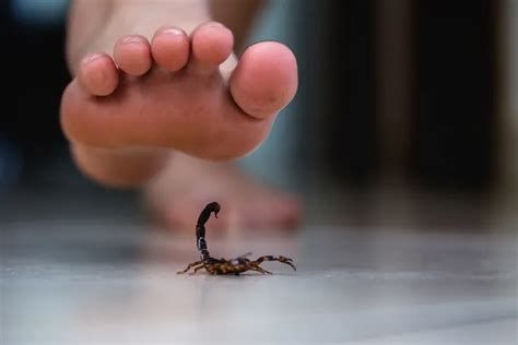 Scorpion Stings: Signs, Risks, Treatment, and Prevention – ActiveBeat – Your Daily Dose of ...