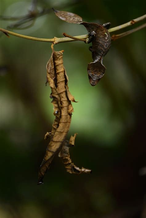 The Travelling Taxonomist - Uroplatus phantasticus (Boulenger, 1888) The...