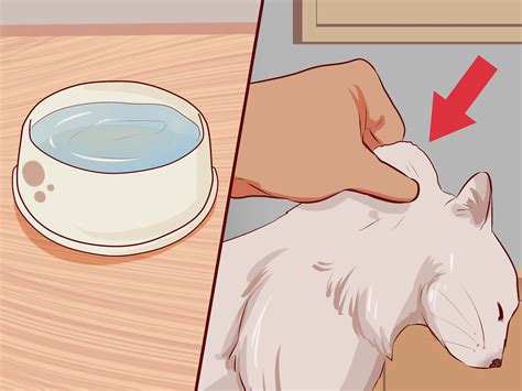 How to Stop Your Cat's Diarrhea: 10 Steps