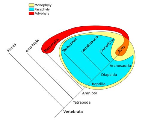 Phylogenetic groups: A monophyletic taxon (in yellow, the clade Sauropsida grouping "reptiles ...