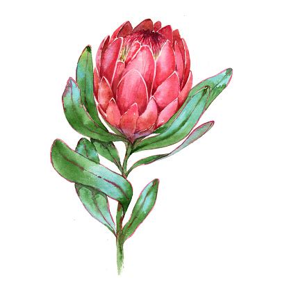 Handdrawn Watercolor Illustration Of Red Protea Flower Stock ...