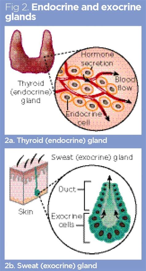 Endocrine system 1: overview of the endocrine system and hormones | Nursing Times