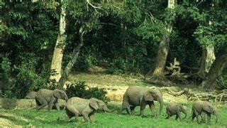 Petition · Save the Critically Endangered African Forest Elephant ...