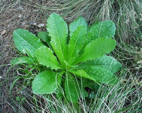 Lactuca virosa Seeds ~ 20+ Seeds ~ Opium Lettuce For Tea, Resin extract, Pain. - Seeds & Bulbs