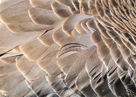 Goose Feathers — Stock Photo © brm1949 #2759205