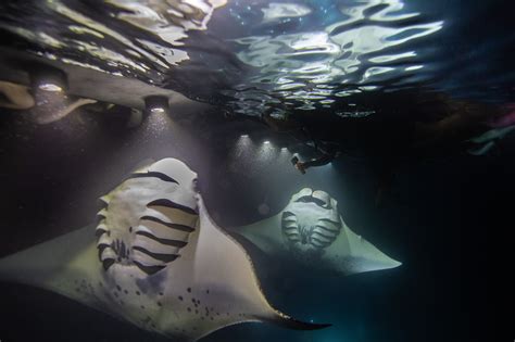 THE 3 MANTA RAY VIEWING SITES IN KONA, HAWAII | Sea Paradise