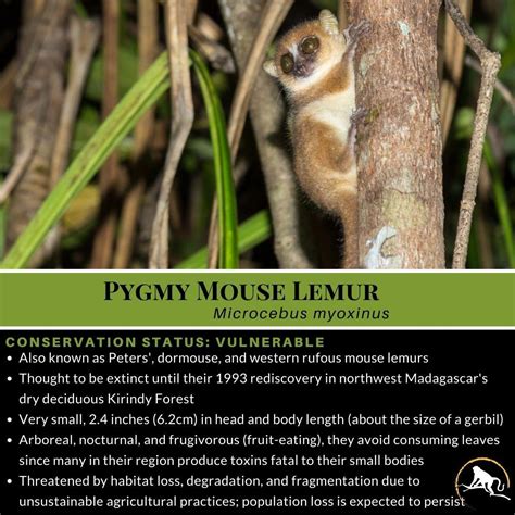 Pygmy Mouse Lemur, Microcebus myoxinus | New England Primate Conservancy