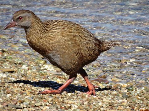 7 Weka Facts - Curious Native Bird - New Zealand Nature Guy