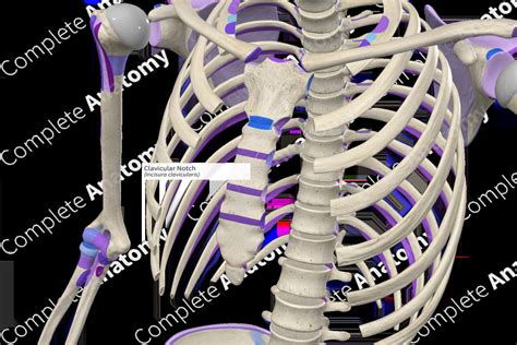 Clavicular Notch (Left) | Complete Anatomy