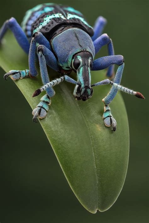 A most colorful weevil (25mm, Eupholus magnificus, Curculionidae ...