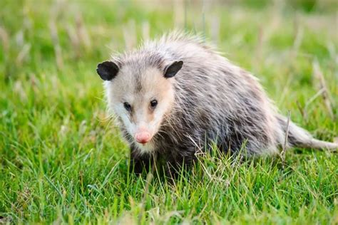 51 Different Types of Rats | NatureNibble