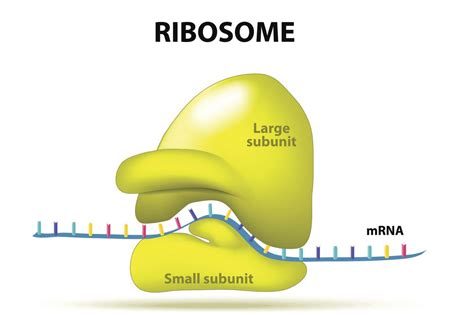 Site Where Ribosomes Are Made Be Specific