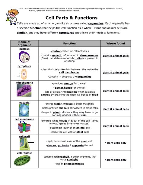 Cell parts and functions (2) - Cell Parts & Functions Cells are made up ...