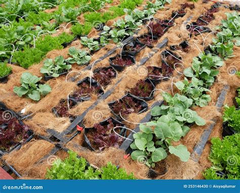 Vegetables are Planted in a Mixture and Water is Supplied with a Drip Irrigation System. Stock ...