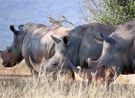 Okavango Delta Wildlife: What Animals Live in Okavango Delta - TourRadar