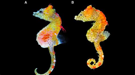 New “paisley” pygmy seahorse discovered in Japan - Earth.com