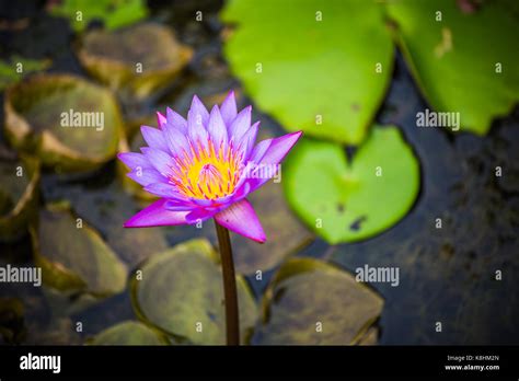 Purple waterlily in pond close up Stock Photo - Alamy