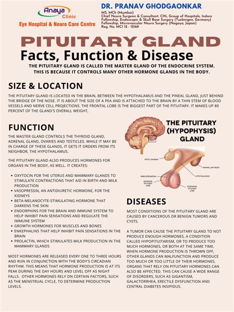 Pituitary Gland - Dr. Pranav best neurosurgeon in Indore