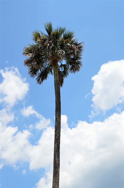 Tall Palm Tree Free Stock Photo - Public Domain Pictures