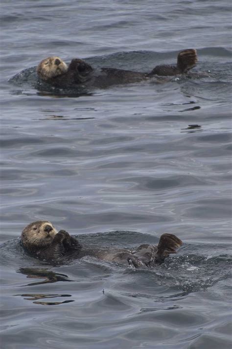 Alaska's sea otters are absolutely amazing....float on their backs; so cute | Sea otter, Otters ...