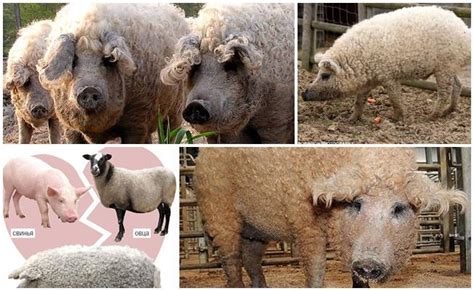 A hybrid of a pig and a sheep: breed characteristics, care and maintenance of mangalitsa