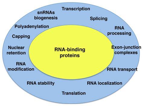 Rna-binding proteins; Double-Stranded RNA-Binding Proteins