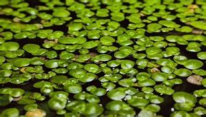 Mastering Duckweed Care: A Comprehensive Guide | Fluvico