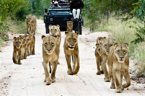 Sabi Sabi Game Reserve: Sabi Sands Lodges | Kruger National Park