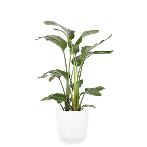 Costa Farms White Bird of Paradise Indoor Plant in 10 in. Grower Pot ...