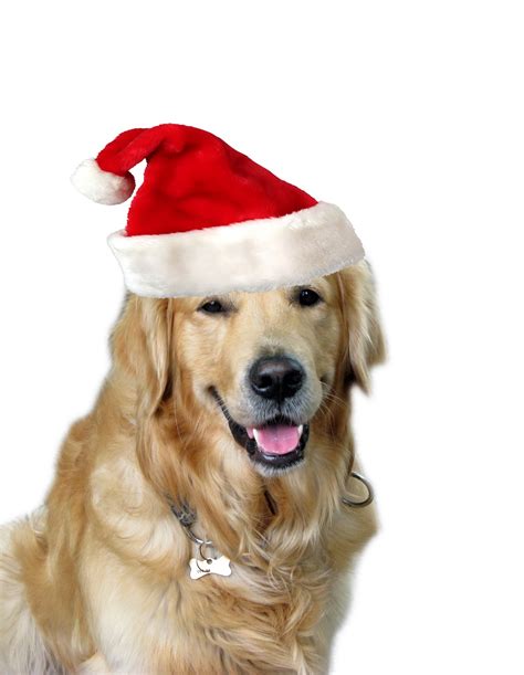 Christmas Dog Santa Hat Free Stock Photo - Public Domain Pictures