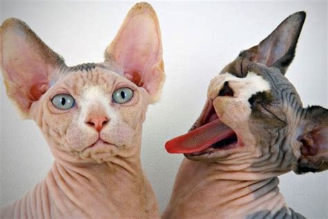 Top 10 Ugliest Cat Breeds - Factspedia