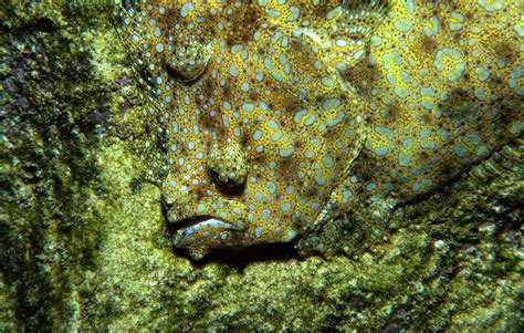 Peacock Flounder Camouflage Photograph by Robert Goodell | Pixels