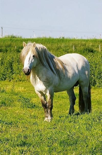 Talisker Highland Ponies | Highland pony, Different horse breeds, Pony