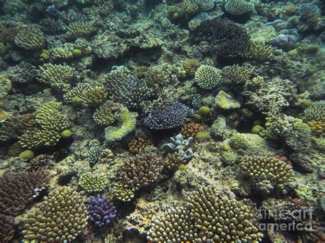 Great Barrier Reef Color Photograph by Bob Phillips | Great barrier ...