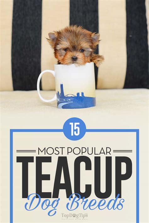 15 Best Teacup Dog Breeds (2023) (and what you must know about them)