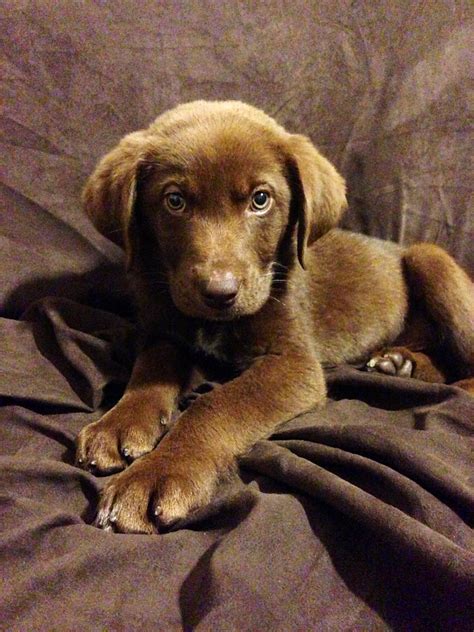 Our new chocolate lab Australian shepherd mix puppy, Bentley! So precious. | Labrador retriever ...